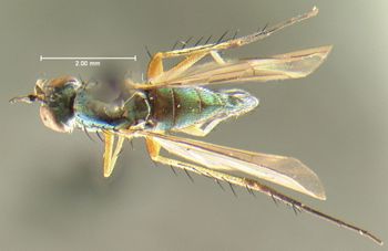 Media type: image;   Entomology 7619 Aspect: habitus dorsal view